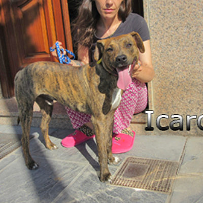 Icaro-(7)web