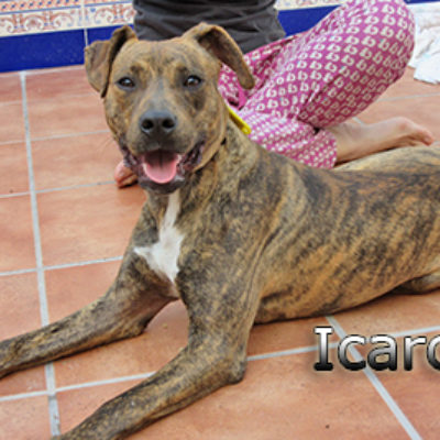 Icaro-(9)web