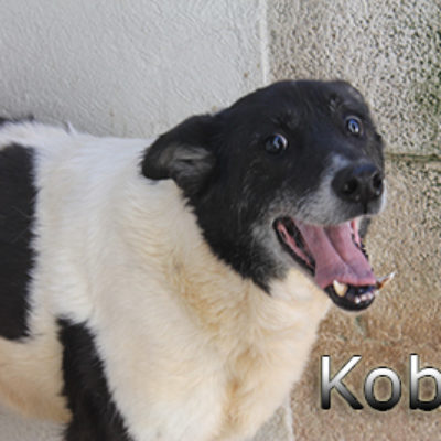 Kobit-(1)web