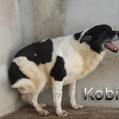 Kobit-(5)web