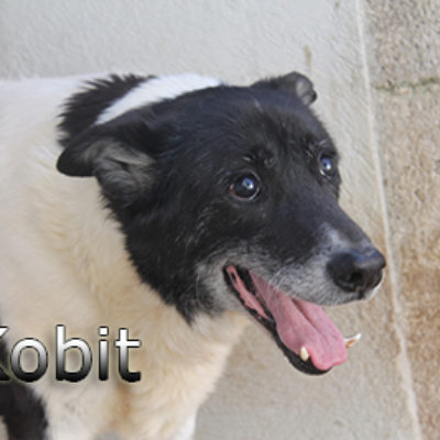 Kobit-(8)web
