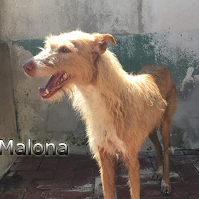 Malona-(12)web