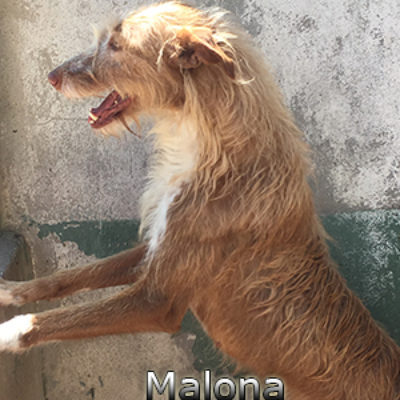 Malona-(5)web