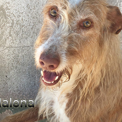 Malona-(7)web