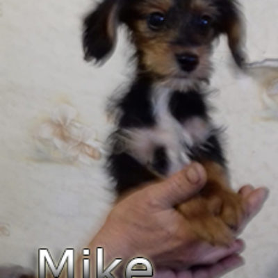 Mike-(1)web