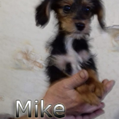 Mike-(4)web