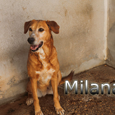 Milana-(5)web