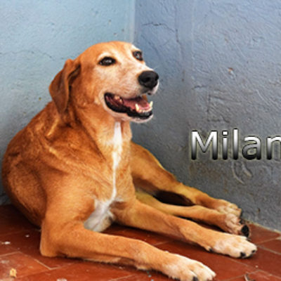 Milana_Update_09_2019-(2)web