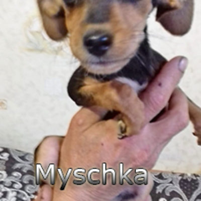Myschka-(3)web