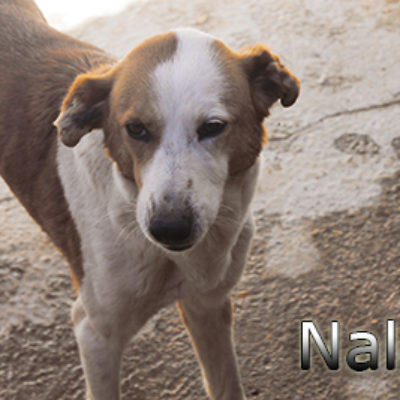 Nala-(2)web