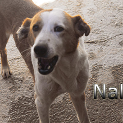 Nala-(3)web