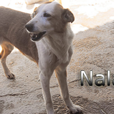 Nala-(4)web