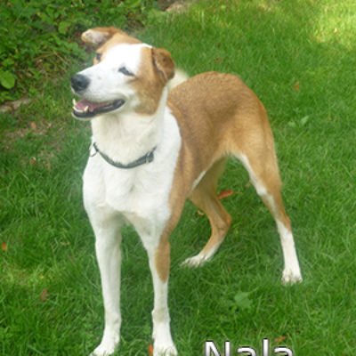 Nala_Update_18102019-(10)web