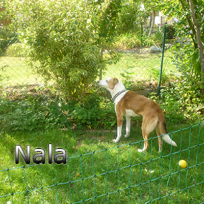 Nala_Update_18102019-(11)web