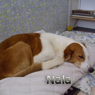 Nala_Update_18102019-(1)web