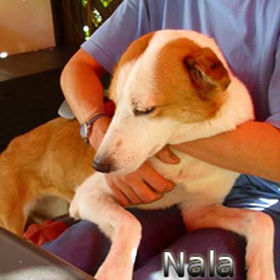 Nala_Update_18102019-(4)web