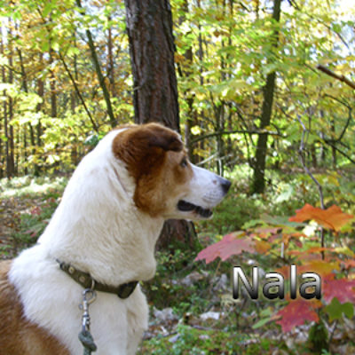 Nala_Update_18102019-(5)web