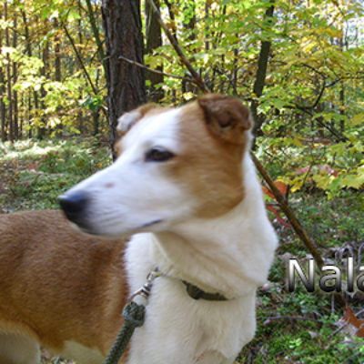 Nala_Update_18102019-(6)web