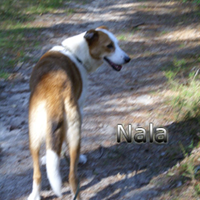 Nala_Update_18102019-(7)web