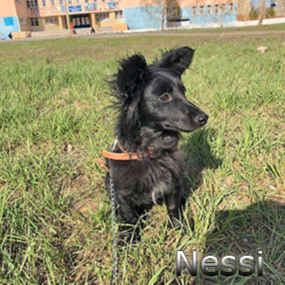 Nessi-(1)web