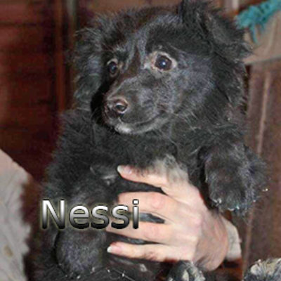 Nessi-(4)web