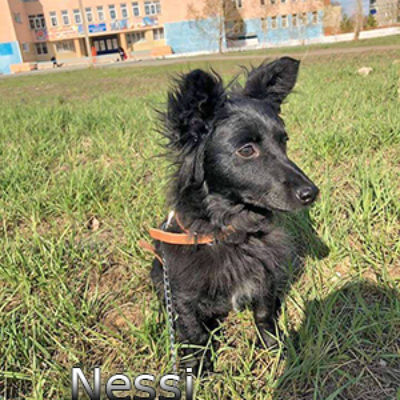 Nessi-(7)web