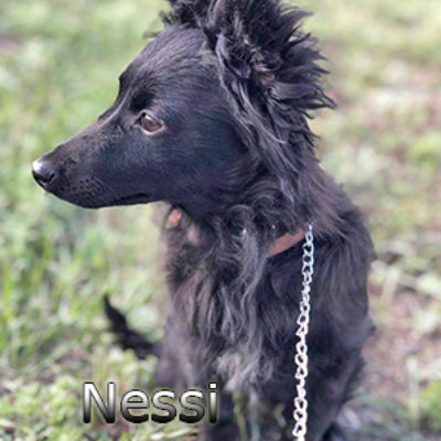 Nessi-(9)web
