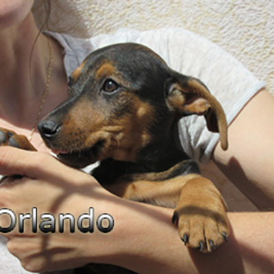 Orlando-(10)web