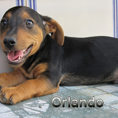 Orlando-(6)web