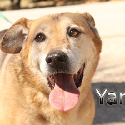 Yara-(6)web