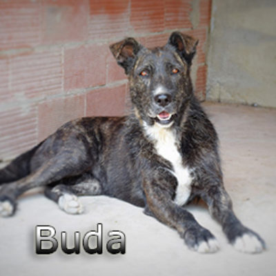 Buda-(3)web