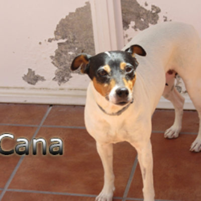 Cana-(4)web