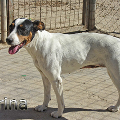 Carina-(1)web
