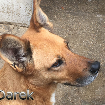 Darek-(5)web