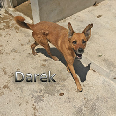 Darek-(7)web