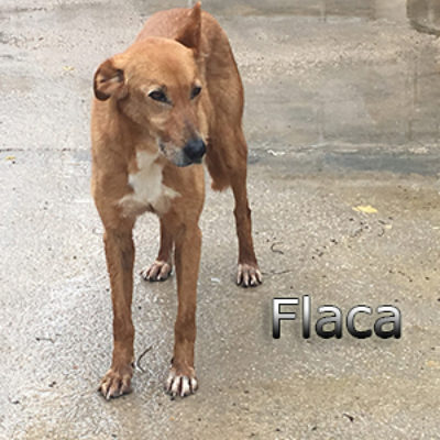 Flaca-(7)web