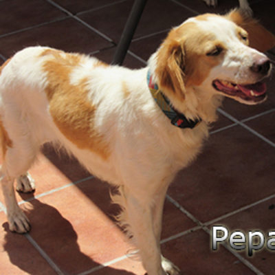 Pepa-(7)web