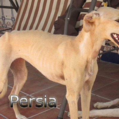 Persia-(1)web