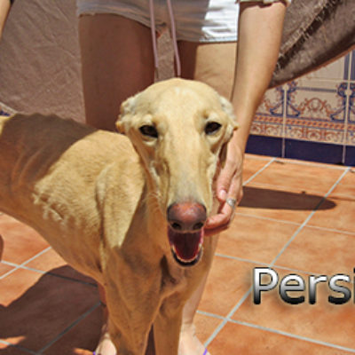 Persia-(4)web