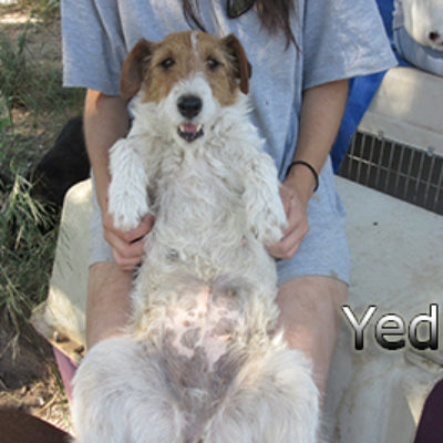 Yedra-(1)web