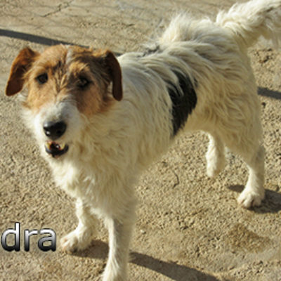 Yedra-(2)web