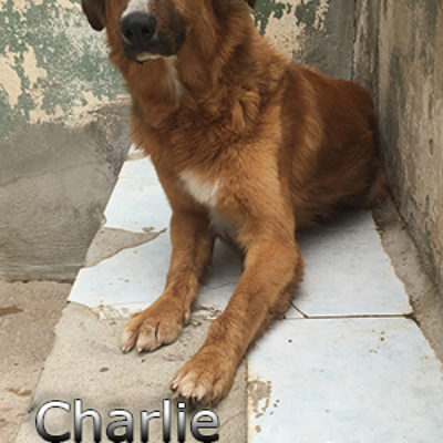 Charlie-(10)web