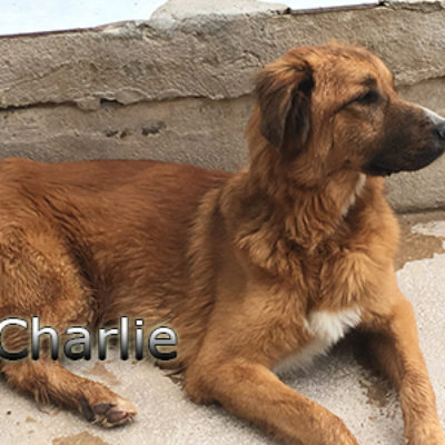 Charlie-(3)web