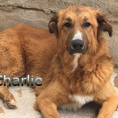 Charlie-(4)web