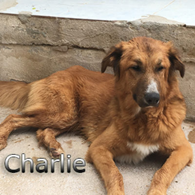 Charlie-(5)web