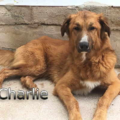 Charlie-(6)web