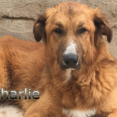 Charlie-(7)web