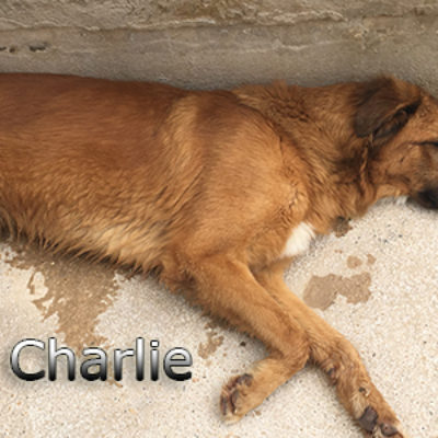 Charlie-(8)web
