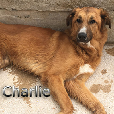 Charlie-(9)web