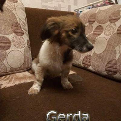 Gerda2-(14)web